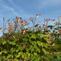 Ipomoea lobata 'Jungle Queen'